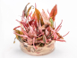 Preview: Flamingo Wasserkelch - Cryptocoryne spec. Flamingo in vitro